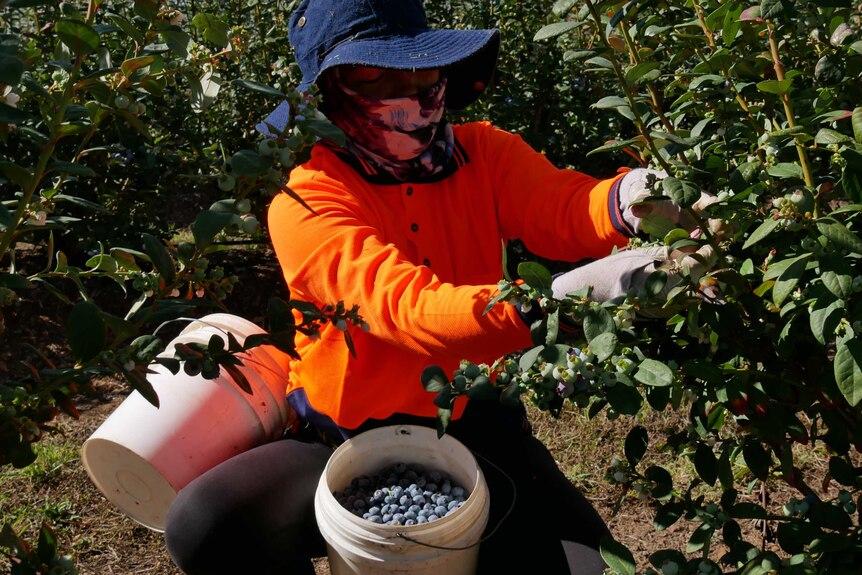 Sunshine Coast Hinterland blueberries harvest